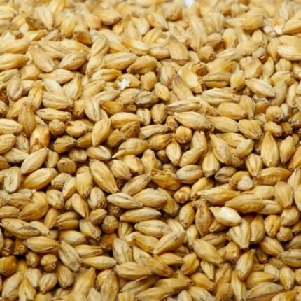 pearl barley