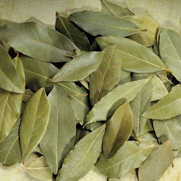 bay leaf bay leaf