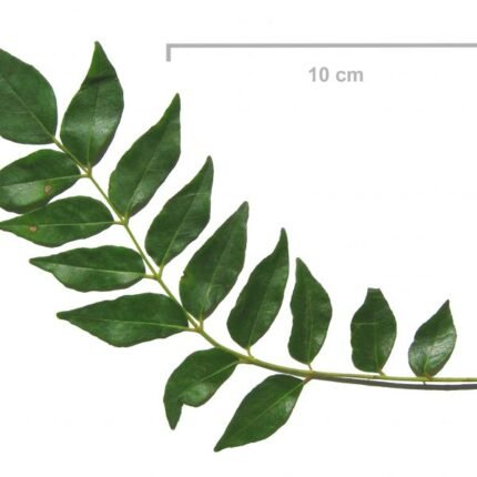 curry leaves