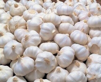 white garlic
