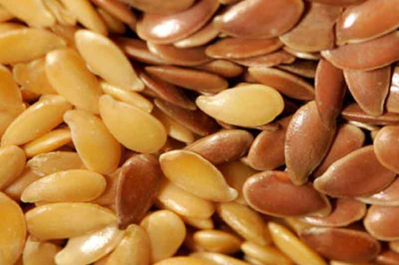 linola seed linola seed