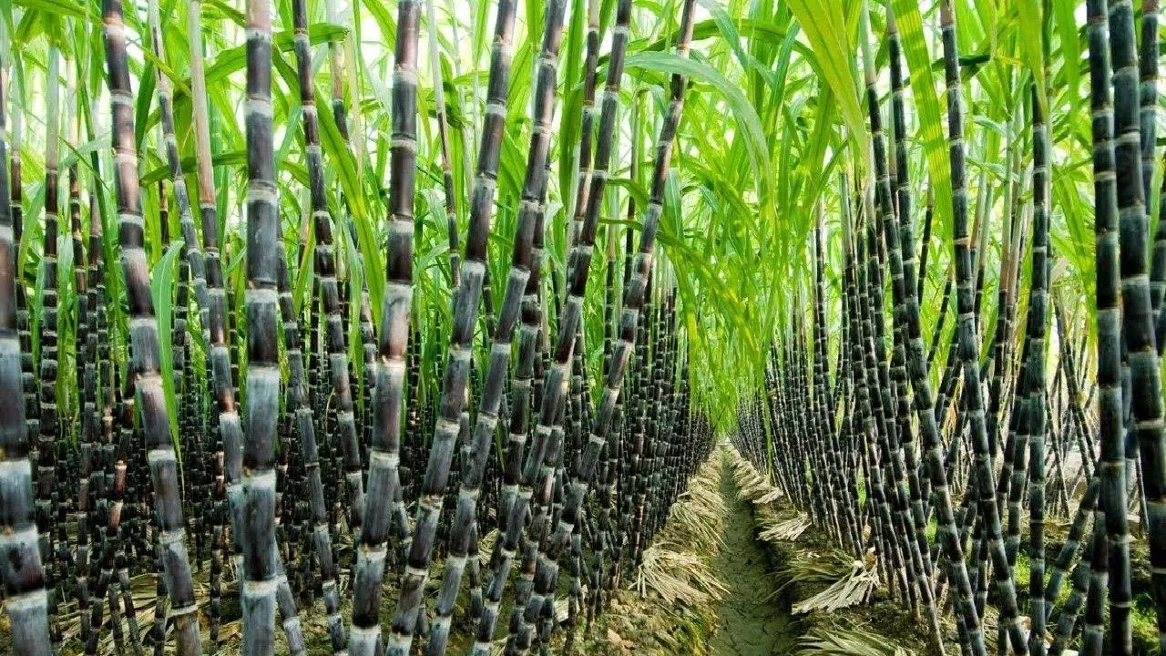 sugarcane sugarcane