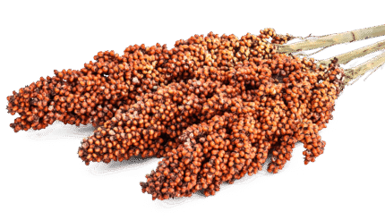 sorghum